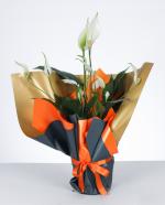 Bar iei (Spathiphyllum)  k Hediye Aranjman