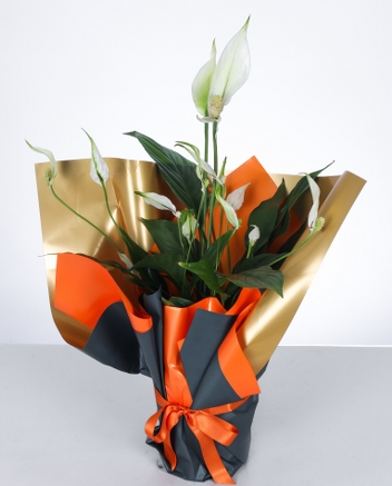 Bar iei (Spathiphyllum)  k Hediye Aranjman
