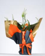 Bar iei (Spathiphyllum)  k Hediye Aranjman