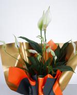 Bar iei (Spathiphyllum)  k Hediye Aranjman