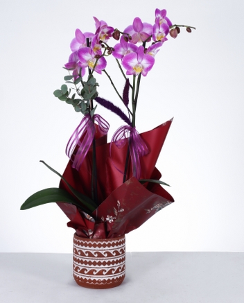  Mor Orkide Zarafeti zel Desenli Saksda ift Dal Phalaenopsis