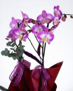  Mor Orkide Zarafeti zel Desenli Saksda ift Dal Phalaenopsis