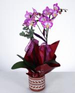  Mor Orkide Zarafeti zel Desenli Saksda ift Dal Phalaenopsis