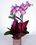  Mor Orkide Zarafeti zel Desenli Saksda ift Dal Phalaenopsis