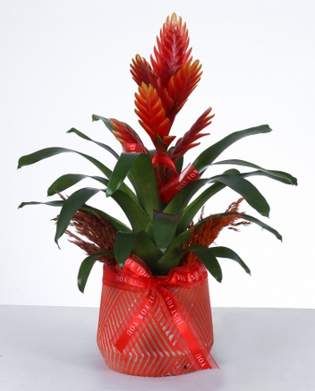  Krmz Bromelia Saks Bitkisi Egzotik ve Dekoratif