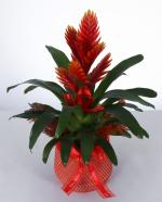  Krmz Bromelia Saks Bitkisi Egzotik ve Dekoratif