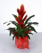  Krmz Bromelia Saks Bitkisi Egzotik ve Dekoratif