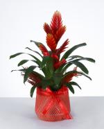  Krmz Bromelia Saks Bitkisi Egzotik ve Dekoratif
