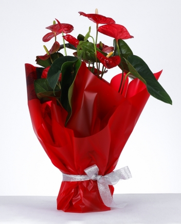 Akn Zarafeti Krmz Ambalajl Anthurium Saks iei