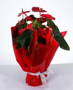 Akn Zarafeti Krmz Ambalajl Anthurium Saks iei