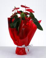 Akn Zarafeti Krmz Ambalajl Anthurium Saks iei