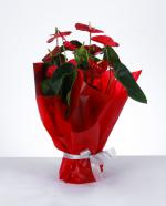 Akn Zarafeti Krmz Ambalajl Anthurium Saks iei
