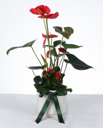 Krmz Ak: Anthurium & Kalanchoe Aranjman
