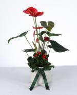 Krmz Ak: Anthurium & Kalanchoe Aranjman