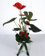 Krmz Ak: Anthurium & Kalanchoe Aranjman