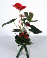 Krmz Ak: Anthurium & Kalanchoe Aranjman