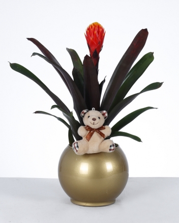 Altn Saksda Bromelia ve Pelu Ayck Aranjman