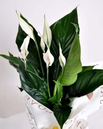 Zarafet ve Huzur: Bar iei (Spathiphyllum)
