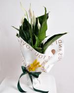 Zarafet ve Huzur: Bar iei (Spathiphyllum)