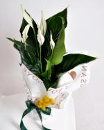 Zarafet ve Huzur: Bar iei (Spathiphyllum)