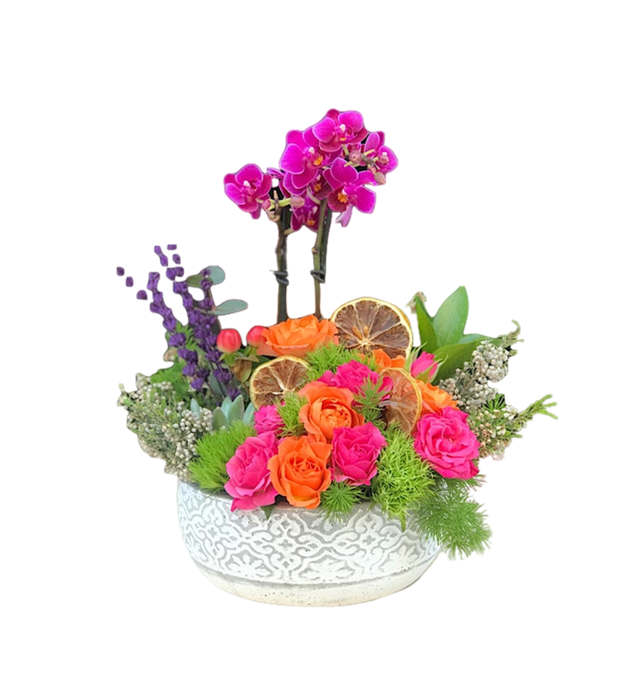 Special Series Orkide